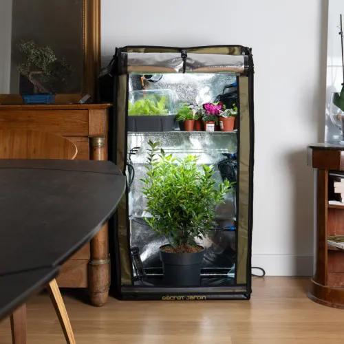 Secret Jardin Grow Station The Original 60 mit Mutterpflanze