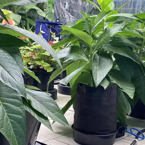 AutoPot FlexiPot 3 Set 47L für 3 Pflanzen kaufen
