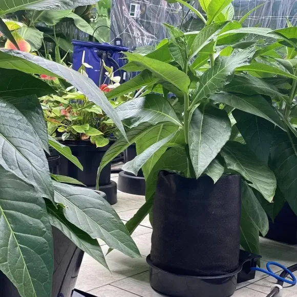 AutoPot FlexiPot 3 Set 47L für 3 Pflanzen kaufen