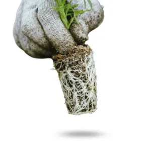 Grow Mate RootMax Mykorrhiza 200g kaufen 2